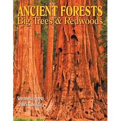 Ancient Forests 2005 Calendar: Big Trees & Redwoods : Save America's Forests