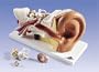 3B Ear Anatomy Model, 3 times life-size, 4 part