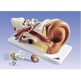 3B Ear Anatomy Model, 3 times life-size, 4 part