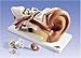 3B Ear Anatomy Model, 3 times life-size, 4 part