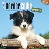 Border Collie Puppies 2016 Small Wall Calendar