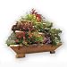 Triolife 3-Tier Plant Pyramid