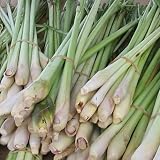 Zitronengras, Lemongrass - Cymbopogon flexusos - 50+ Samen