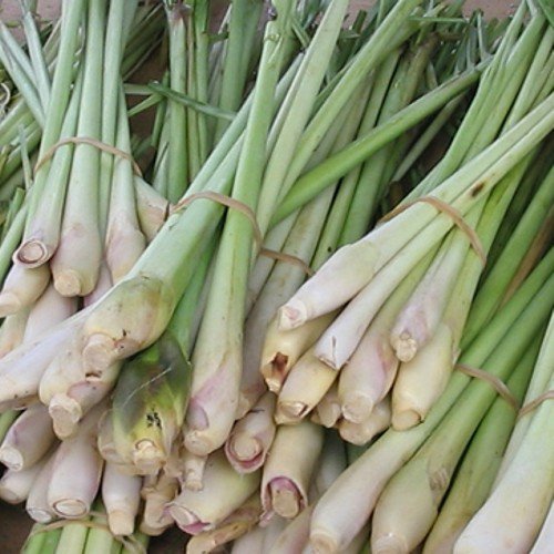 Zitronengras, Lemongrass - Cymbopogon flexusos - 50+ Samen