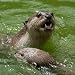 Otter - 18