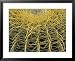 Golden Barrel Cactus, San Xavier, Arizona, USA Framed Art Poster Print by Jamie & Jud...