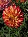 1 Perennial 'Lady Darlene' Dahlia Flower Tuber, 5 BLOOMS