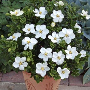 Gardenie 10 Samen, Gardenia jasminoides -Weiß, großen Blüten und süßen