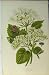 Mealy Guilder Rose Common C1880 Colour Print Flowers