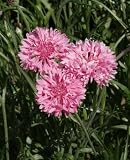 1600 Pink Bachelor Button Seeds