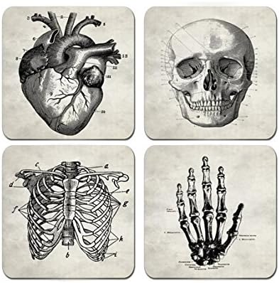 Human Anatomy - Set of 4 Coasters 1/4 inch thick Very High Quality Human Anatomy Prints, Vintage Skeleton Illustration