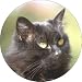 from Fridge Magnets Beautiful Black Cat Fridge Magnet Stocking Filler, Ref:AC-2FM