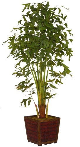 7FT FISHTAIL PALM