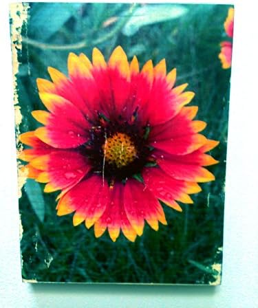Raindrops and Wildflowers 8x10 Photo OOAK Nature Art Photograph On Wood