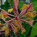 2 Goldflame Honeysuckle Vines - Lonicera