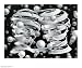 Bond Of Union by Mc Escher Art Print Poster Size: 25.5 x 21.5 