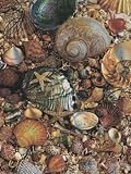 Assorted Seashells, Art Poster by Matthews