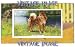 2.75 inch x 2 inch (7.5 x 5cm) Acrylic Fridge Magnet Dogs Finnish Spitz Vintage Image