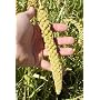 Organically grown Spray Millet - 5 lbs