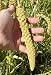 Organically grown Spray Millet - 5 lbs