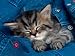 Kuscheltiger, 500 Teile Puzzle