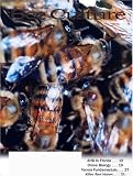 Bee Culture