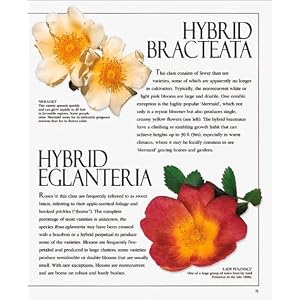 Ultimate Rose (American Rose Society)