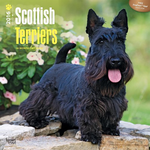 Scottish Terriers 2016 Square 12x12