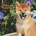 Shiba Inu Puppies 2009 7X7 Mini Wall Calendar