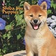 Shiba Inu Puppies 2009 7X7 Mini Wall Calendar