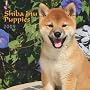 Shiba Inu Puppies 2009 7X7 Mini Wall Calendar