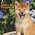 Shiba Inu Puppies 2009 7X7 Mini Wall Calendar