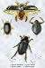Art Poster, Beetles: Dytiscus Dimidiatus, Gyrinus Nalator et al. #1 - 18.75 x 27.5
