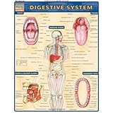 digestive system quickstudy academic