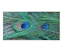 Peacock Feather Animals Photographic Poster Print by Carmen Mandel-Cesareo, 24x20