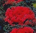 Red Nagoya Flowering Kale 25 Seeds