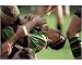 Photographic Print of Rugby Union - Northampton Saints v Newcastle Falcons -Tetley Bitter Cup Quarte