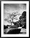 110 Year Old Bonsai Maple Tree on Estate of Collector Keibun Tanaka in Suburb of Tokyo Botanical Framed Art Poster Print by Alfred Eisenstaedt, 31x39