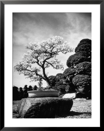 110 Year Old Bonsai Maple Tree on Estate of Collector Keibun Tanaka in Suburb of Tokyo by Alfred Eisenstaedt