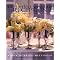 Wedding Books