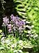 Hyacinthoides (Unnamed Bluebell), Ferns Botanical Photographic Poster Print by Mark B...
