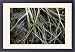 Framed Prints of ROG-12159 Red mangrove - stilt roots exposed at low tide, with seedlings from Ardea Wildlife Pets