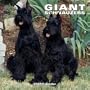 Giant Schnauzers 2005 Wall Calendar