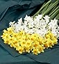 Flowers by Post - Narcissi