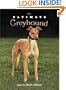 The Ultimate Greyhound