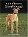 The Ultimate Greyhound