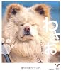 ブサかわ秋田犬 わさお (セレクトBOOKS)