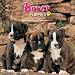  - Boxer Puppies 2009 Wall Calendar 12