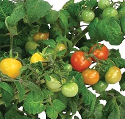 AeroGarden 0002-00Z Cherry Tomato Seed Kit