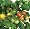 Cherry Tomato